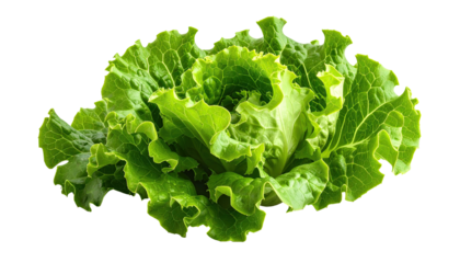 Close-up of fresh green leafy lettuce