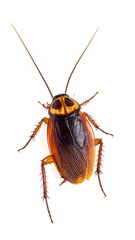 A cockroach, viewed from above, against a white background.  Detailed close-up