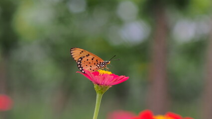 The butterfly in the picture is an ordinary rose butterfly (Pachliopta aristolochiae), also known as an atrophaneura aristolochiae. 