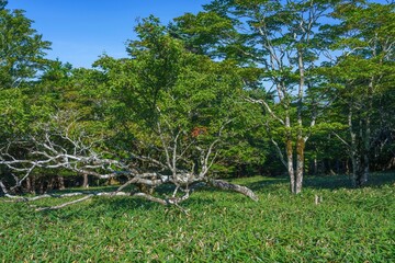 大台ヶ原山で見た倒れてもなお元気に育つ生命力の木の情景