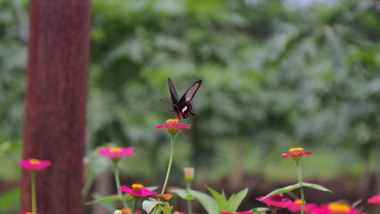 Fototapeta premium The butterfly in the picture is an ordinary rose butterfly (Pachliopta aristolochiae), also known as an atrophaneura aristolochiae. 