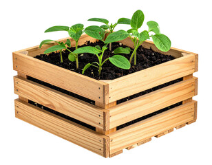 Wooden planter box with seedlings