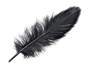 Dark grey/black ostrich feather