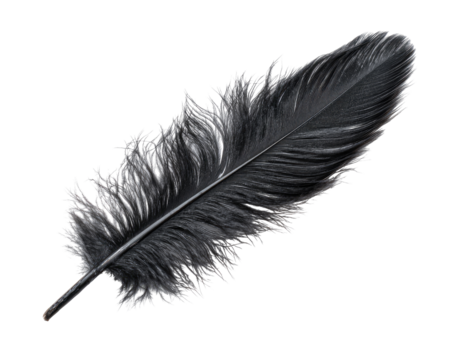 Dark grey/black ostrich feather