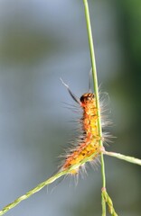 macro of a caterpillar