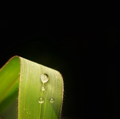 water drops on a green leaf