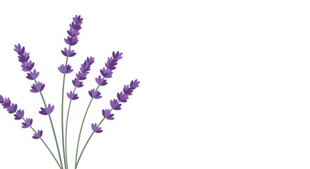 Naklejka premium Lavender stalks with purple buds arranged in a cluster against a white background
