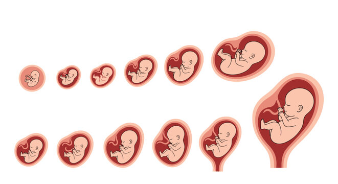 Visualizing the remarkable journey of fetal development through the stages of pregnancy.