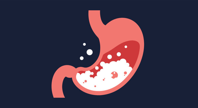 Understanding how your digestive system processes food for energy.