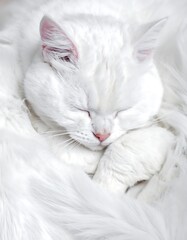 Obraz premium A fluffy white cat sleeps curled up