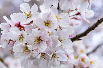 Japanese Cherry Blossoms - 7