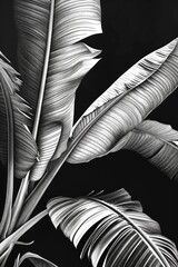 Monochrome banana leaves on a dark background