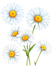 A bouquet of white daisies