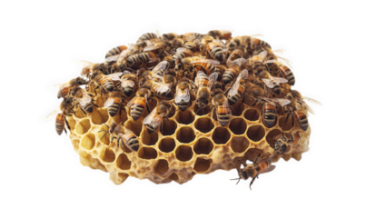 A closeup view of a honeycomb densely populated with bees, showcasing the intricate structure and the community within, isolated on transparent background a symbol of hard work