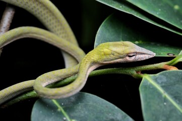 green snake on a branch