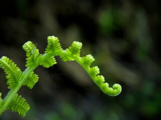 green fern leaf