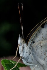 butterfly on a tree