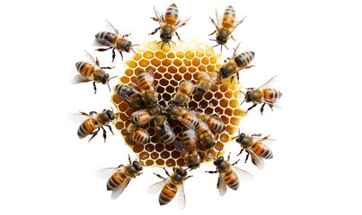 A cluster of honey bees surrounding a honeycomb isolated on transparent background, highlighting the cooperative nature of these vital pollinators
