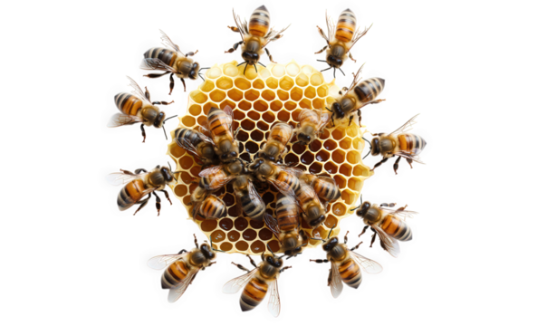 A cluster of honey bees surrounding a honeycomb isolated on transparent background, highlighting the cooperative nature of these vital pollinators