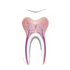 Tooth Structure with Internal Anatomy, Detailed Dental Illustration Showing Tooth Roots