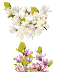 blooming magnolia flowers in white and pink against a transparent background