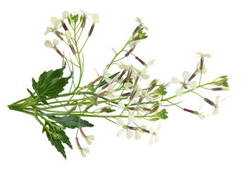 wild radish blossoms against a transparent background