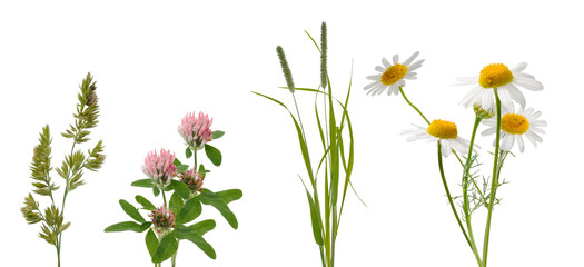 wild grasses and daisies on a transparent background