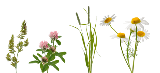 wild grasses and daisies on a transparent background