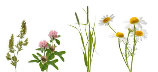 Fotobehang Madeliefje wild grasses and daisies on a transparent background  © Sue