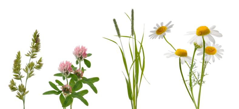wild grasses and daisies on a transparent background