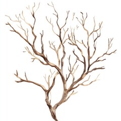 Fototapeta premium Dry branches art illustration watercolor.