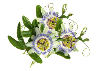 intricate passion flowers and leaves set against black