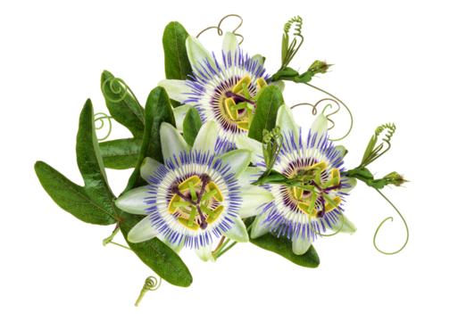 intricate passion flowers and leaves set against black