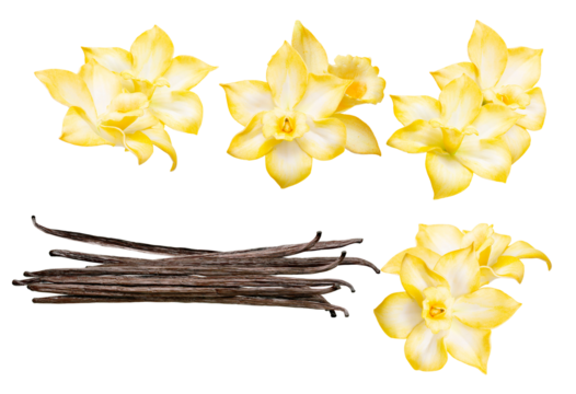 fragrant vanilla flowers and beans displayed in a group