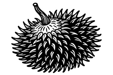 vector illustration of a rambutan fruit