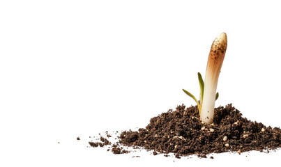 A young plant sprout emerging from the dark soil, showcasing the beginning of new life and growth, isolated on transparent background symbolizing hope and potential