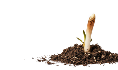 A young plant sprout emerging from the dark soil, showcasing the beginning of new life and growth, isolated on transparent background symbolizing hope and potential