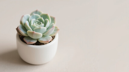 Echeveria succulent in a pot