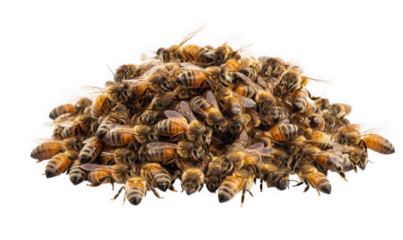 Pile of dead honeybees isolated on transparent background, a stark reminder of colony collapse disorder and the threats facing these vital pollinators