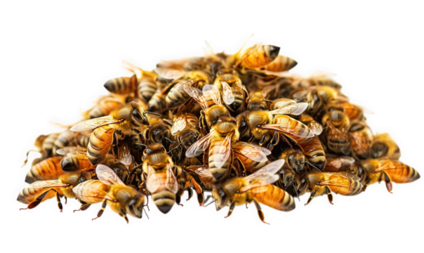 A dense cluster of honey bees isolated on transparent background, showcasing their intricate patterns and golden hues, creating a mesmerizing image of natures teamwork and harmony