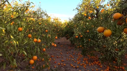 Orange Groves, mandarin tree. Orange fruit farm field. Mandarin trees on farm field. Harvest season in Spain. Citrus Tangerine plant. Camera movement inside orange garden with mandarin on trees. - Powered by Adobe