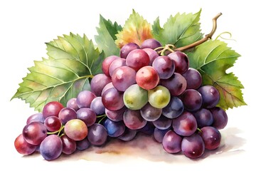 Obraz premium Watercolor Illustration of a Bunch of Grapes with Leaves on White