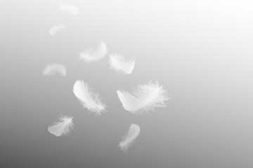 Soft White Bird Feathers Falling in The Air. Fluffy Downy, Flying Feathers. Softness of Feathers floating in Heavenly. Swan Feather on Gray Background.	
