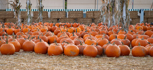Festive autumn pumpkin patch. Dozens of bright orange pumpkins arranged on straw with hay bales and corn stalks in the background.
