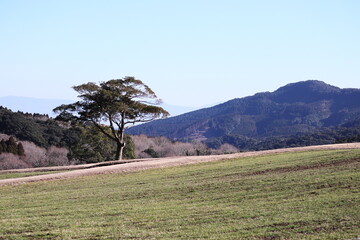 雄大な牧場の風景
