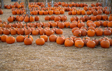 Rows of pumpkins arranged in autumn field. Seasonal pumpkin harvest before Halloween celebrations. 