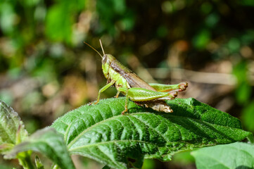 Grasshopper on the Green Leaf in the Nature.