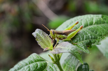 Grasshopper on the Green Leaf in the Nature.