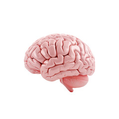 Brain Illustration 3D Realistic PNG