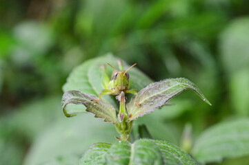 Grasshopper on the Green Leaf in the Nature.